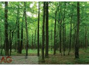 Fototapeta Listantý les FTM-0850, rozměry 160 x 115 cm Fototapety papírové