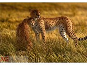 Fototapeta Leopard FTXXL-0105, rozměry 360 x 255 cm Fototapety papírové