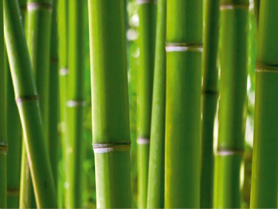 Fototapeta Bambus FTNS-2445, rozměry 360 x 270 cm