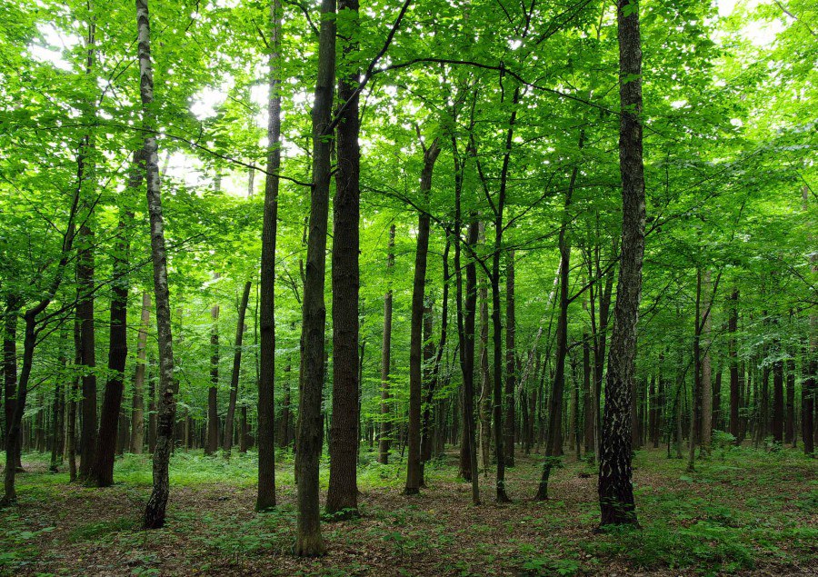 Fototapeta Listnatý les FTNS-2446, rozměry 360 x 270 cm