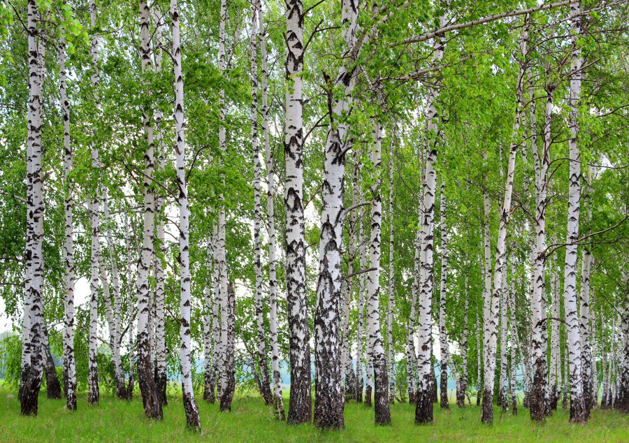 Fototapeta Břízový les FTNS-2448, rozměry 360 x 270 cm - Fototapety vliesové