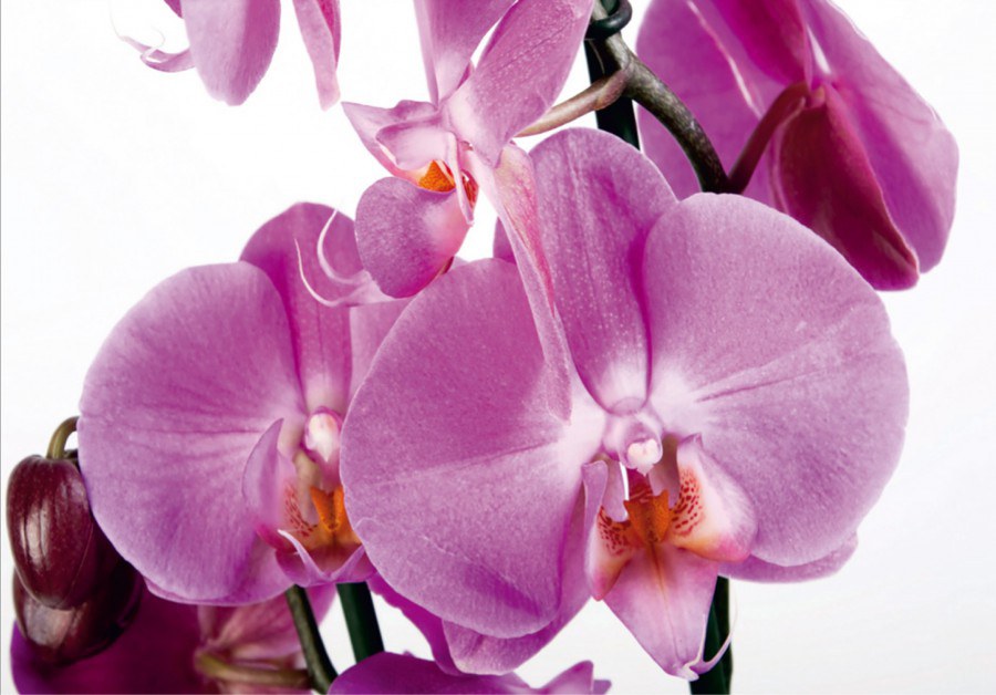 Fototapeta Orchidej FTNS-2459, rozměry 360 x 270 cm - Fototapety vliesové