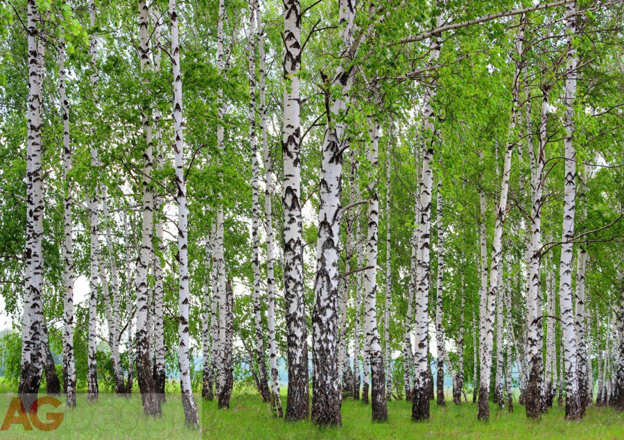 Fototapeta Břízový les FTS-1304, rozměry 360 x 254 cm - Fototapety skladem