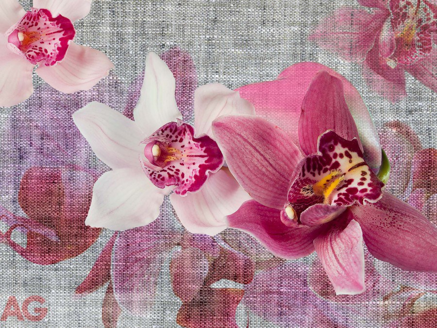 Fototapeta Orchids FTNXXL-1148, rozměry 360 x 270 cm - Fototapety vliesové