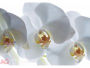 Fototapeta Bílá Orchidej FTNXXL-0466, rozměry 360 x 270 cm