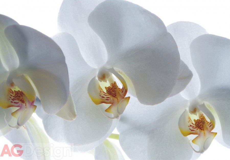 Fototapeta Bílá Orchidej FTNXXL-0466, rozměry 360 x 270 cm - Fototapety vliesové