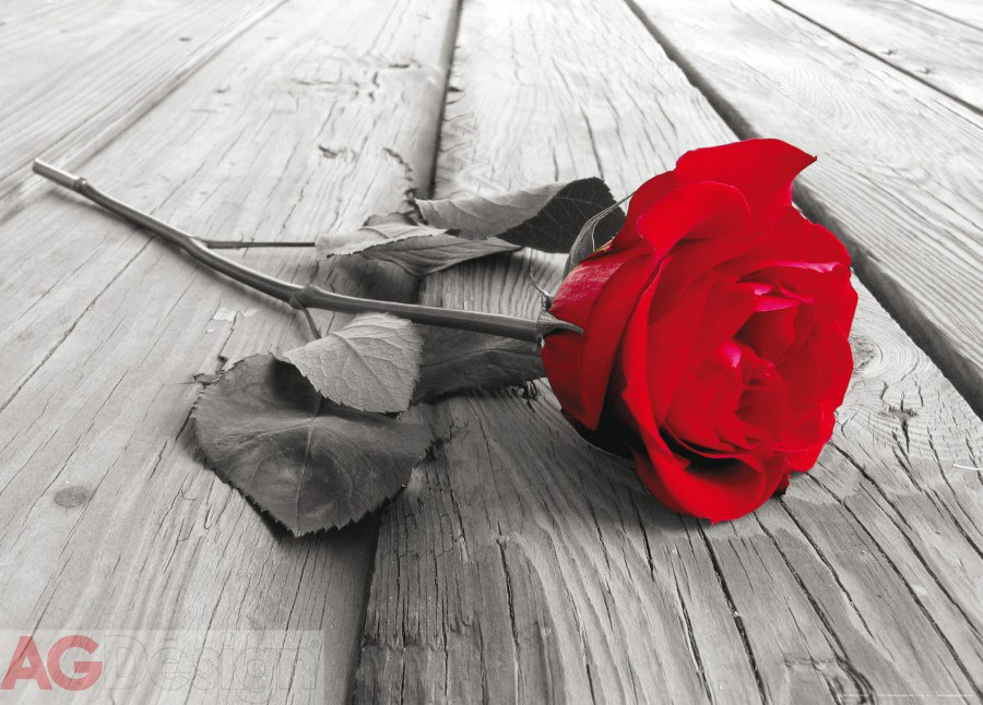 Fototapeta Red rose FTNM-2619, rozměry 160 x 110 cm - Fototapety skladem