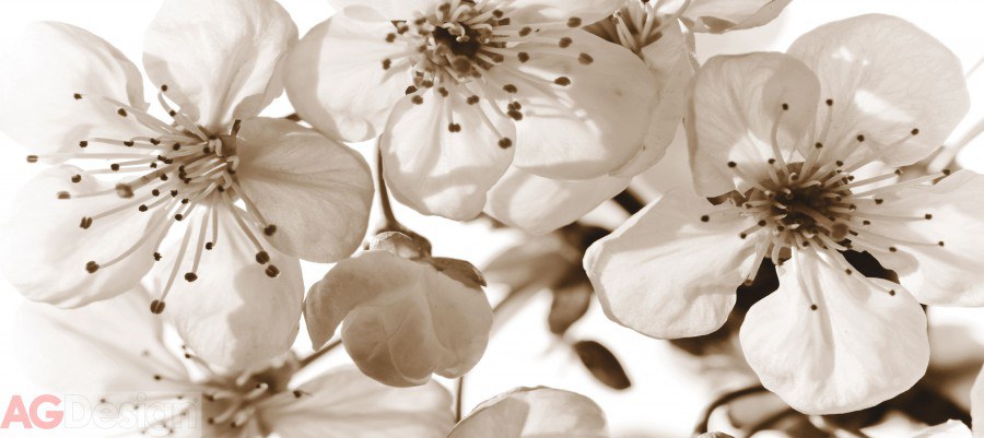 Fototapeta Květiny FTNH-2706, rozměry 202 x 90 cm - Fototapety vliesové