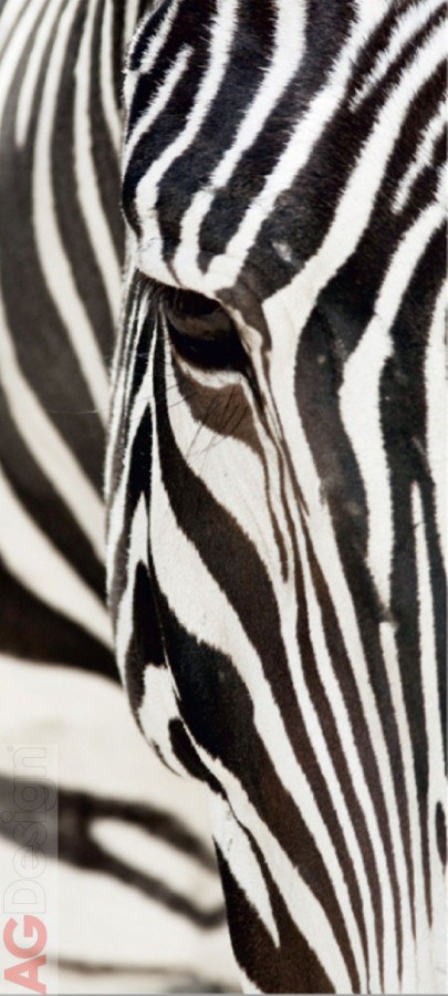 Fototapeta Zebra FTNV-2853, rozměry 90 x 202 cm