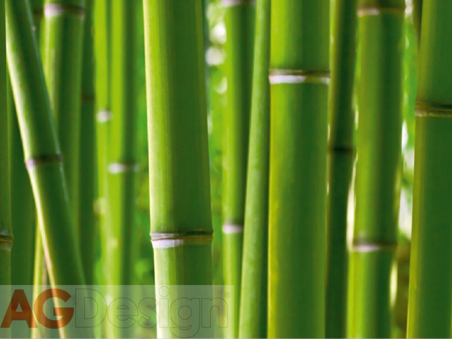 Fototapeta Bambus FTS-0170, rozměry 360 x 254 cm